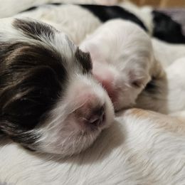 Cocker Spaniel Puppies from Carvajal Cockers