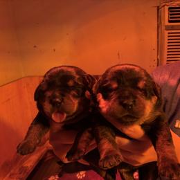 Rottweiler Puppies from Von Decker Rottweilers