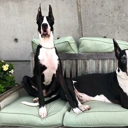 Great Dane All Grown Up from Stardust Danes