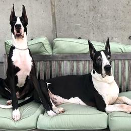 Great Dane All Grown Up from Stardust Danes