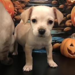 Butter - Cream and white female Chihuahua puppy in Mesa, Arizona from Sun Valley Chihuahuas & Malinois