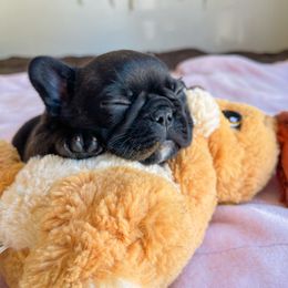 French Bulldog Puppies from Divine French Bulldogs
