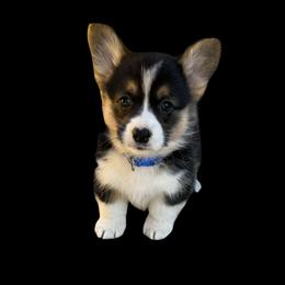 Flynn - Black and tan male Pembroke Welsh Corgi puppy in Saint Johns, Florida from Colebrooke Farm