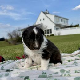 Shetland Sheepdog Puppies from Lexy's Shetland Sheepdogs