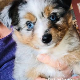 Miniature Australian Shepherd and Toy Australian Shepherd Puppies from Dirt Road Aussie’s of Montana