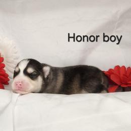 Boy 1 - Black and white male Pomsky puppy in Isanti, Minnesota from Magnum Pomskies