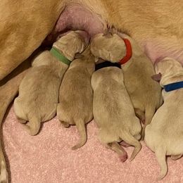 Labrador Retriever Puppies from Jackson Woods Labradors