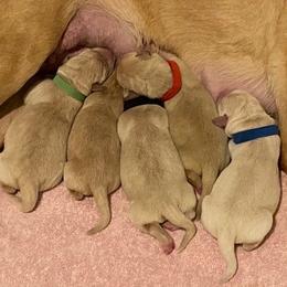 Labrador Retriever Puppies from Jackson Woods Labradors