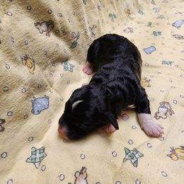 Bernedoodle and Goldendoodle Puppies from Doni Doodles