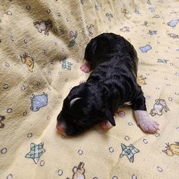Bernedoodle and Goldendoodle Puppies from Doni Doodles