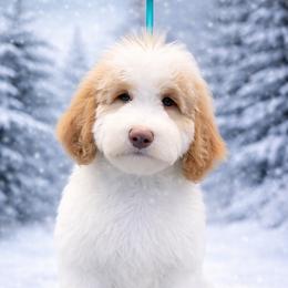 Peppermint RED PARTI (was pumpkin) - Red female Bernedoodle puppy in Lookout, California from Remington Kennels, LLC