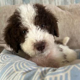 Rubble - Brown and white male Aussiedoodle puppy in Denton, Maryland from Royal Conron Doodles