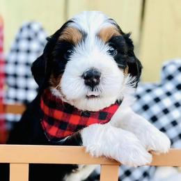Assorted Doodle Crosses, Bernedoodles, and Goldendoodles from T.M. Poodles & Doodles