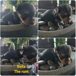 Yorkipoo and Yorkshire Terrier Puppies from Furrever Puppy Co.