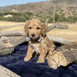 Scout - Yellow and white male Bernedoodle puppy in Yarnell, Arizona from Boulder Mountain Doodles