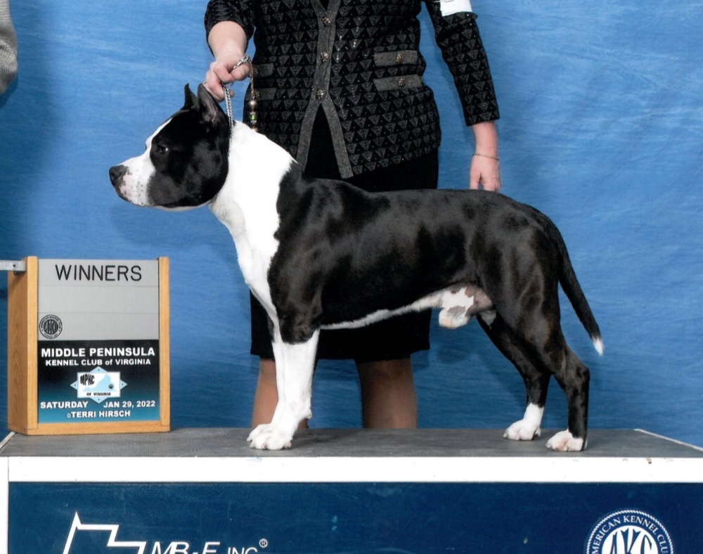 American Staffordshire Terriers and Lakeland Terriers from Goldmere Kennel