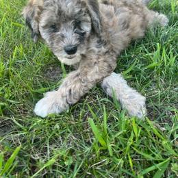 Miniature Australian Shepherd and Poodle Puppies from Triple J Aussies SD