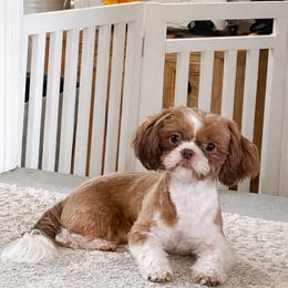 Bentley - Shih Tzu