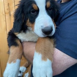 Bernese Mountain Dog Puppies from MSM Bernese Mountain Dogs