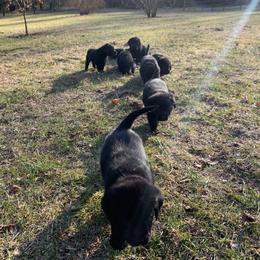 Labrador Retriever Puppies from Findaway Labradors