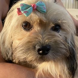Missy - Lhasa Apso