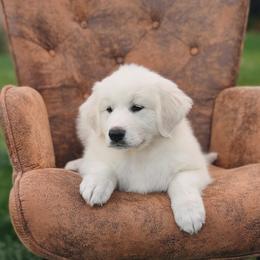 Magenta - White female Great Pyrenees puppy in Yakima, Washington from Naches Heights Ranch