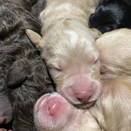 Labradoodle Puppies from Silver State Labradoodles