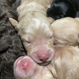 Labradoodle Puppies from Silver State Labradoodles