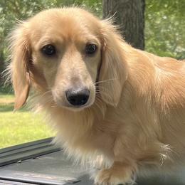 Dachshunds from Holly Watson