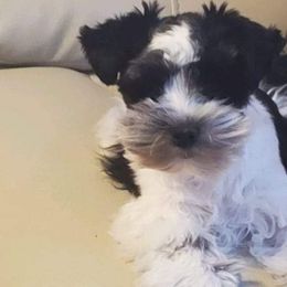 Miniature Schnauzers from Selene's Schnauzers