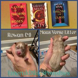 Rowan - Red and white male Pomsky puppy in Sumter, South Carolina from Emerald Skies Pomskies