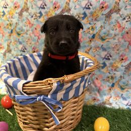 Boy 4 - male German Shepherd puppy in Pelzer, South Carolina from Lisa's Canines