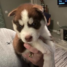 Juno - Red and white male Siberian Husky puppy in Lakeland, Florida from Ice Blue Legacy Siberians Huskies