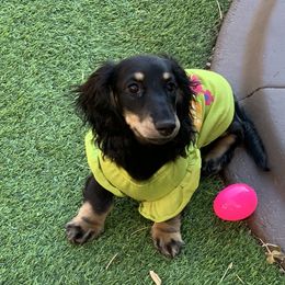 Dachshund Puppies from Longboard Dachshunds
