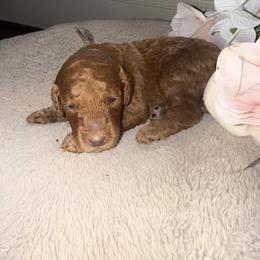 Girl 2 - female Poodle puppy in Winterville, Georgia from Villa Rosa Poodles