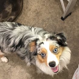 Henry - Toy Australian Shepherd