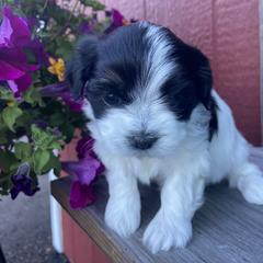 Mal-Shi Puppies from Kelli Hickman