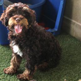 Red collar  Tango - Chocolate male Australian Labradoodle puppy in Provo, Utah from EllsWORTH Labradoodles LLC