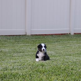 Miniature Australian Shepherd Puppies from Rolling Waves Mini Aussie