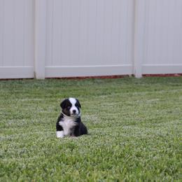 Miniature Australian Shepherd Puppies from Rolling Waves Mini Aussie