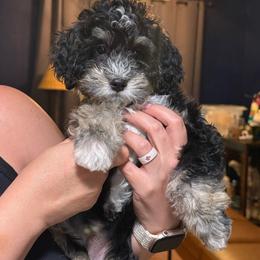 Orion - Tri-color male Bernedoodle puppy in Lake Panasoffkee, Florida from Donnas Deluxe Doodles LLC