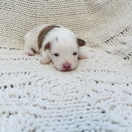 Lottie - Red merle female Toy Australian Shepherd puppy in Louisville, Mississippi from Kristy’s Kennels
