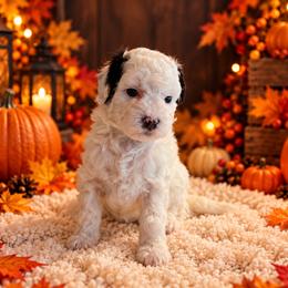 Taffy - White female Cavapoo puppy in Myrtle Beach, South Carolina from Colorful-K9'S