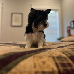 Charlie - Black tan and white Biewer Terrier puppy in South Carolina from Golden Corner Puppies