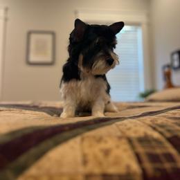 Charlie - Black tan and white Biewer Terrier puppy in South Carolina from Golden Corner Puppies