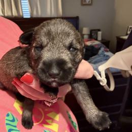 Boy 2 - Salt and pepper male Miniature Schnauzer puppy in Watauga, Texas from Sissy’s Schnauzers