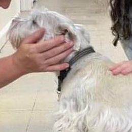 Miniature Schnauzers from Sugar Hill Schnauzer LLC