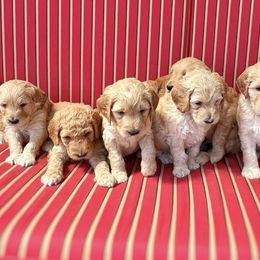 Goldendoodles from Penny's Puppies