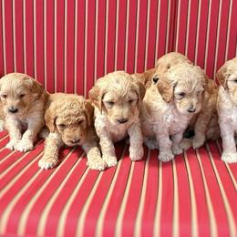 Goldendoodles from Penny's Puppies