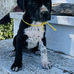 Yellow Dalmador Female - White and black female Dalmatian puppy in Westhoff, Texas from Smart Dalmatians